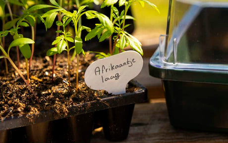 Étiquettes réutilisables pour petites plantes (25x) pour crayon