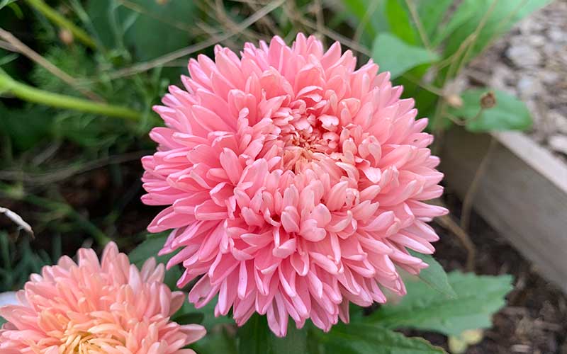 Chinese Aster Lady Coral Orange Apricot - 50 seeds