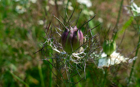 Jungfer im Grünen (Nigella) Albion Black Pod - 100 Samen