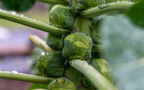 Brussels Sprouts Roodnerf