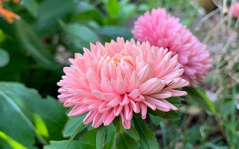 Chinese Aster Lady Coral Orange Apricot - 50 seeds