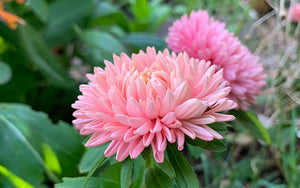 Chinesische Aster Lady Coral Orange Apricot - 50 Samen