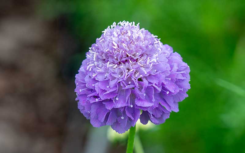 Scabiosa Oxford Blue - 50 seeds