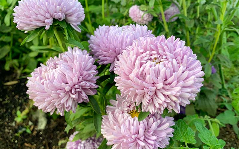 Chinese Aster Lady Coral Lavendel - 50 zaden