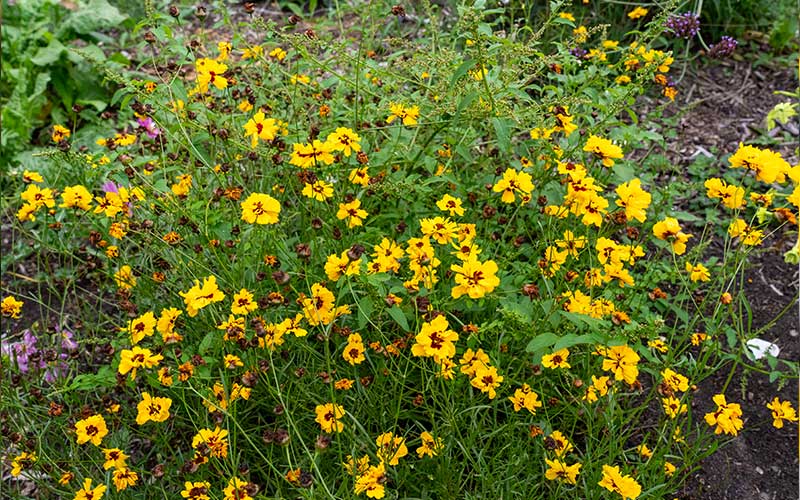 Coreopsis tinctoria Goldenes Roulette (Mädchenauge) - 200 Samen -