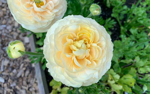 Ranunculus - Perfect pastel - 10 corms - large size