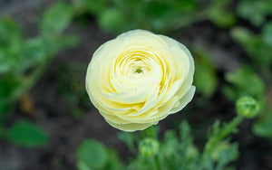 Ranunculus - Vanilla Cream - 10 corms - large size