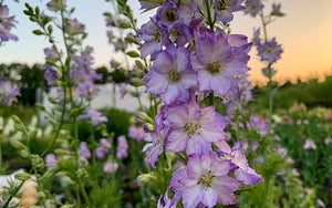 Delphinium Purple (Larkspur) - 150 graines