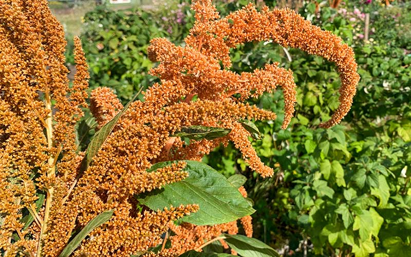 Amaranthus Hot Biscuits - 250 seeds