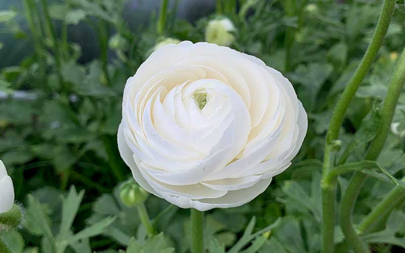 Ranunculus - Silky White - 10 corms - large size