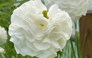 Ranunculus - Silky White - 10 corms - large size