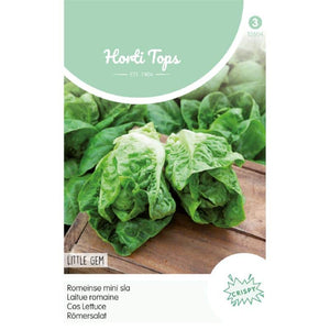 Romaine lettuce - Little gem