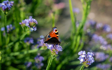 Limonium Bleu Doux - 50 graines