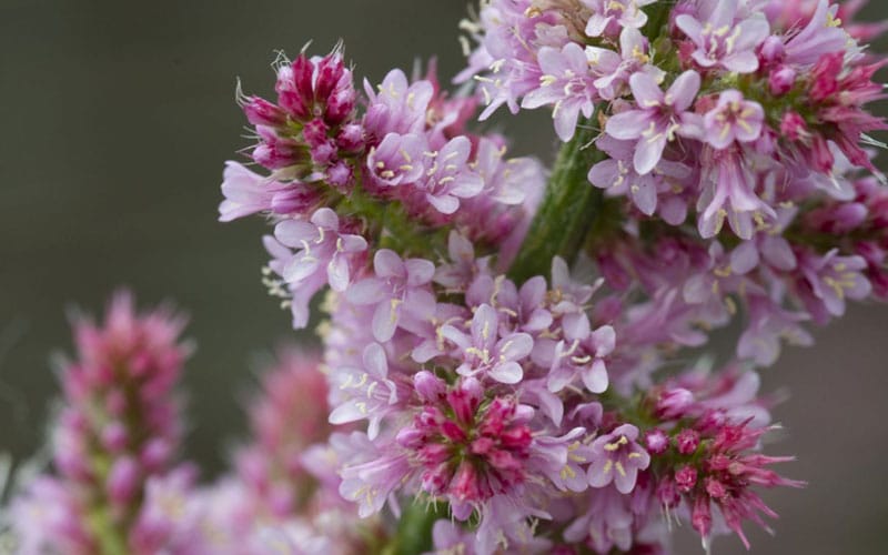 Limonium Suworowii - Lavande de mer