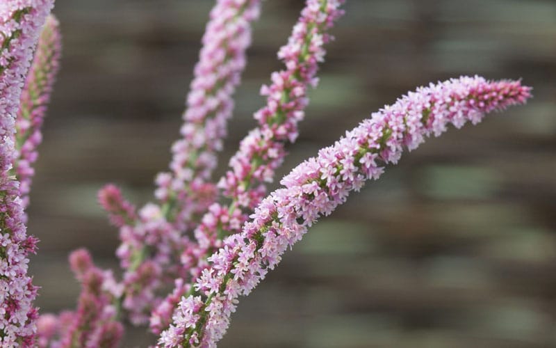 Limonium Suworowii - Sea Lavender