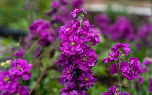 Lavande Matthiola (bouillon) - 100 graines