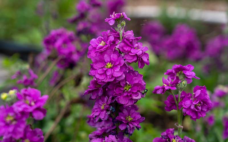 stock lavender purple flower Fragrant Lavender Matthiola Seeds for Beautiful Gardens – The Farm Dream