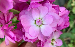 Matthiola (Stock) Rose - 100 graines