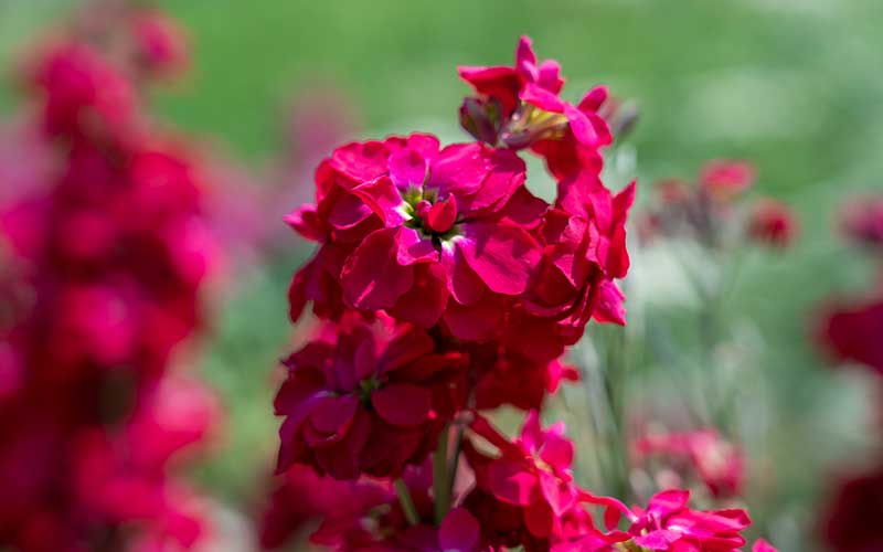 Matthiola (Stock) Cerise Rouge - 100 graines