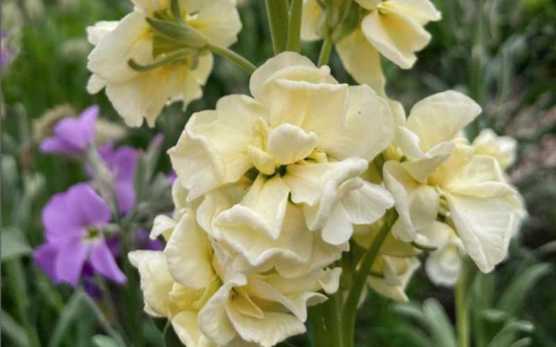 Matthiola pastel Yellow (Stock) - 100 seeds