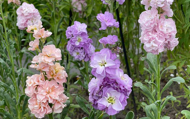 Mélange Matthiola Pastel (Stock) - 75 graines