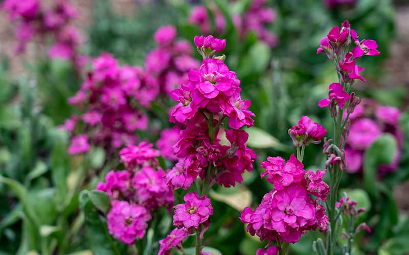 Matthiola (Stockrose) - 100 Samen