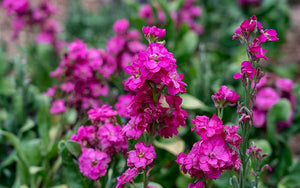 Matthiola (Stock) Rose - 100 seeds