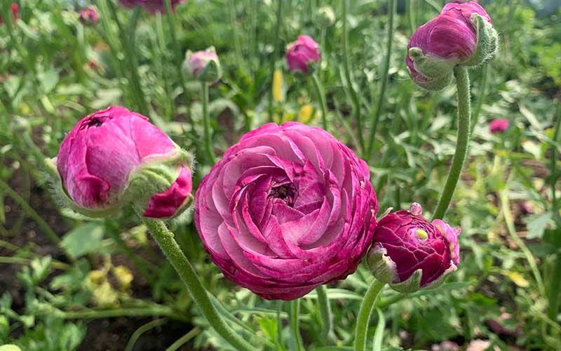 Ranunculus - Violetta - 10 corms - large size