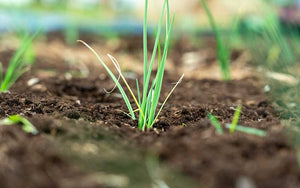 Lente-ui Lange witte Ishikura