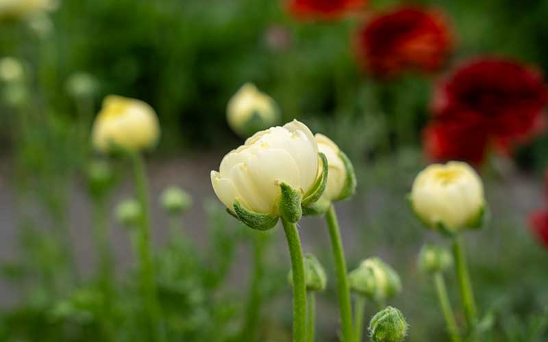 Ranunculus - Vanilla Cream - 10 corms - large size