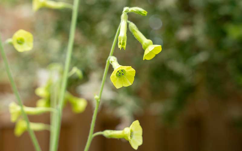 Flowering Tobacco Lemon Tree (Nicotiana langsdorfii) -  200 seeds