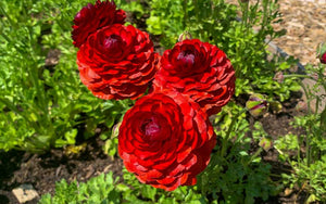 Ranunculus - Maroon - 10 corms - large size