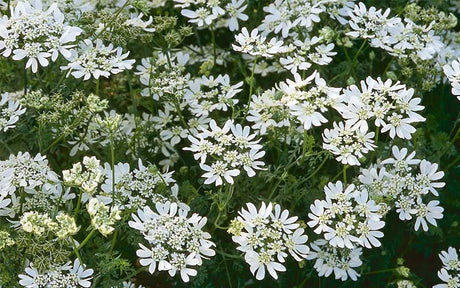 Witte kantbloem Orlaya grandiflora - 50 zaden