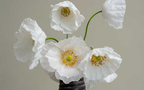 Mohn (Papaver rhoeas) - Brautseide