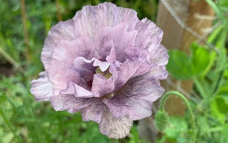 Poppy (Papaver rhoeas) - Amazing Grey