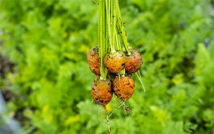 Carrot Parisian market