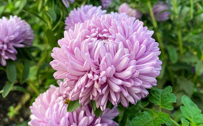 Chinesische Aster Lady Coral Lavendel - 50 Samen