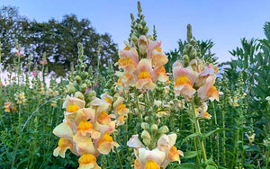 Snapdragon Costa Apricot - 50 seeds