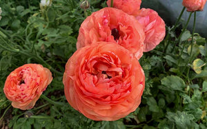 Ranunculus - Peach mix - 10 corms - large size