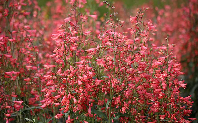 Penstemon Twizzle Coral (Bartzunge) - 35 Samen