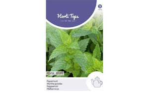 Menthe poivrée (Mentha x Peperita)