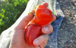 Tomato pot, self-watering - 100% recycled materials