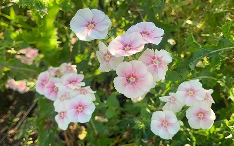 Phlox Blushing Bride - 150 seeds