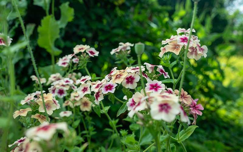 Phlox Cherry Caramel - 150 seeds