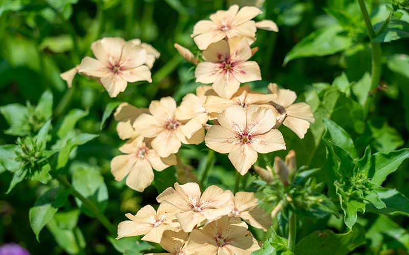 phlox flower seeds Beautiful Crème Brûlée Phlox Seeds for Stunning Arrangements – The Farm Dream