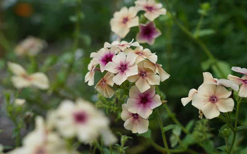 Phlox Kers Karamel - 150 zaden