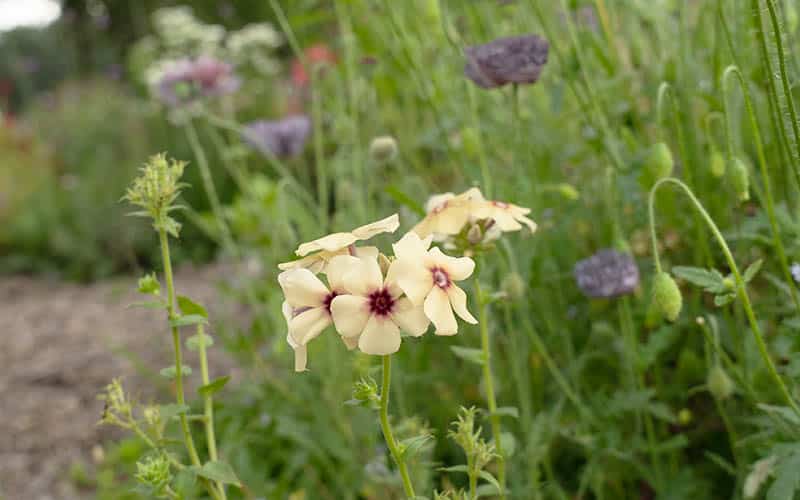 Phlox Cerise Caramel - 150 graines