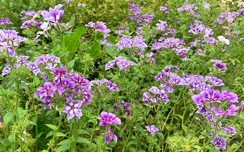 Phlox Sugar Stars - 150 seeds