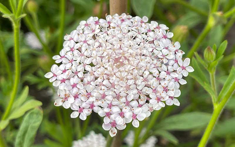 Didiscus rosa und weiße Spitzenblumen - 100 Samen