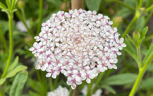 Didiscus rose et fleurs blanches en dentelle - 100 graines